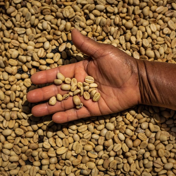 A hand holding green coffee beans over a bed of more green coffee beans.