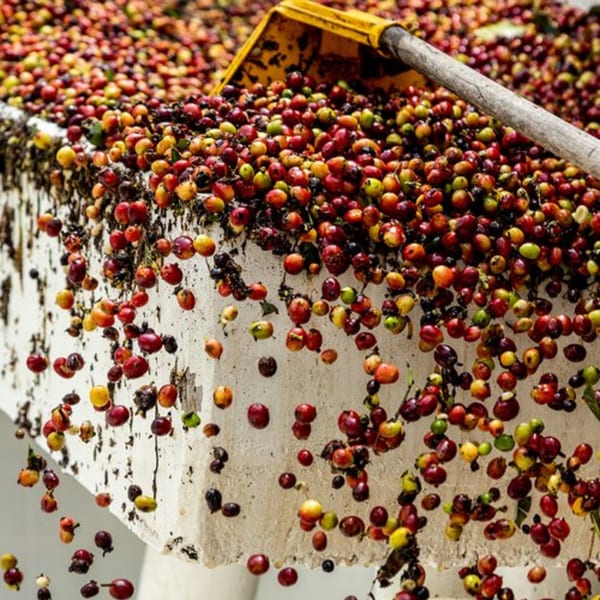 A yellow shovel pushing vibrant red and green coffee cherries off a white surface.