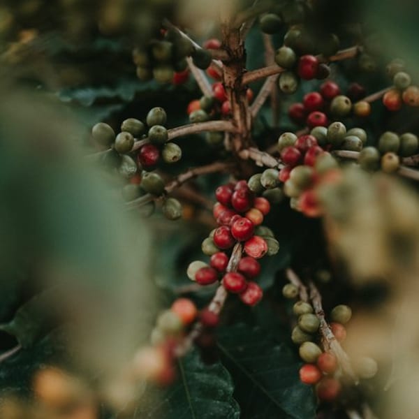 Close-up of coffee beans on a branch, with red ripe and green unripe beans.