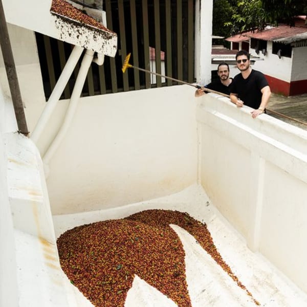 Two men overlooking a large pile of coffee beans being raked down a chute.
