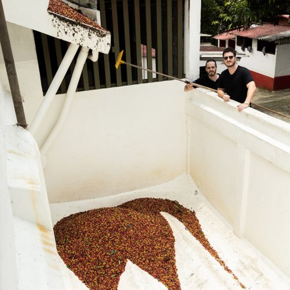 Two men overlooking a large pile of coffee beans being raked down a chute.