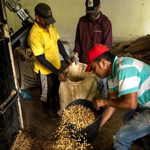 Three men processing coffee beans, pouring them from a bucket into a large burlap sack.