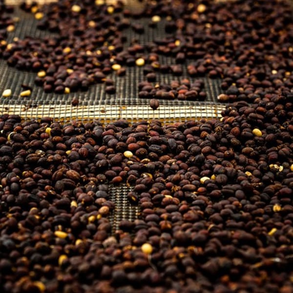 Close-up of dark coffee beans and lighter yellow beans drying on a mesh screen.