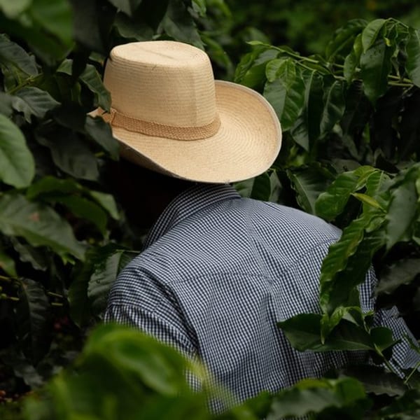 A person in a straw hat and checkered shirt working among lush green coffee plants.