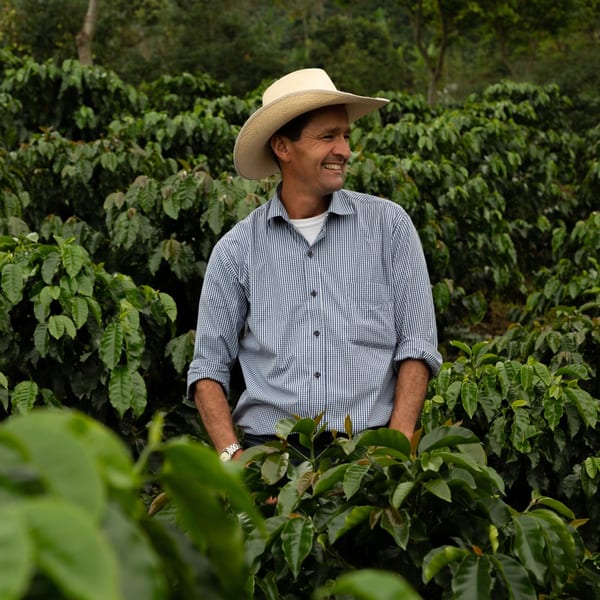 Smiling man in a straw hat and plaid shirt standing among lush green coffee plants.