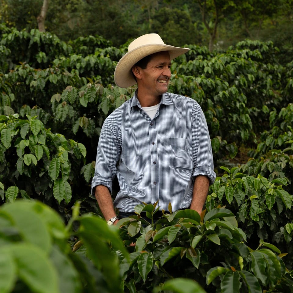 Smiling man in a straw hat and plaid shirt standing among lush green coffee plants.